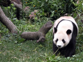 Panda Wallpaper (click to view)