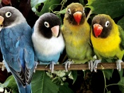 Parrots Wallpaper