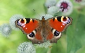 Peacock Butterfly