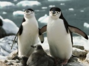 Penguin Family Wallpaper