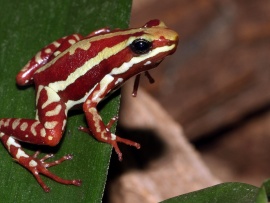 Phantasmal Poison Frog Wallpaper (click to view)
