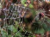 Pumpkin Spider Wallpaper