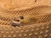 Rattlesnake Wallpaper