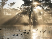 Rays of Sun