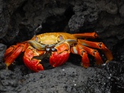 Red Rock Crab Wallpaper