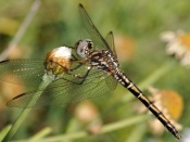 Red-veinded Dropwing