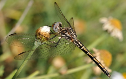 Red-veinded Dropwing (click to view)