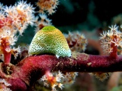 Sea Squirt Wallpaper