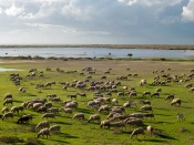 Sheep Herd Wallpaper