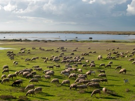 Sheep Herd Wallpaper (click to view)
