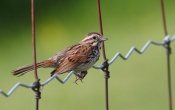 Song Sparrow - Bird Wallpaper
