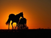 Sunset Horses Wallpaper