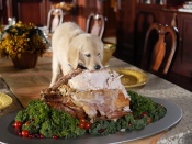 Thanksgiving Feast - Thankful Puppy