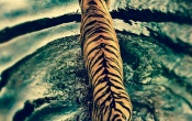 Tiger - Wild Cat
