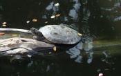 Turtle Wallpaper - Honolulu Zoo