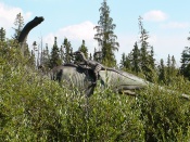 Utahraptor attacks Apatosaurus Dinosaur Wallpaper