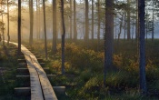 Viru Bog