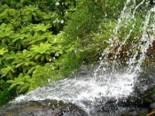 Waitakere Waterfall Wallpaper