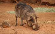 Warthog