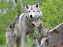 Wolf and Pup Wallpaper (click to view)