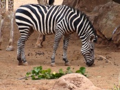 Zebra Wallpaper