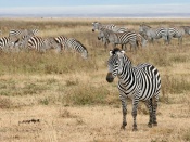 Zebras Grazing Wallpaper