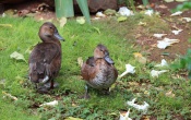 Zoo Ducks