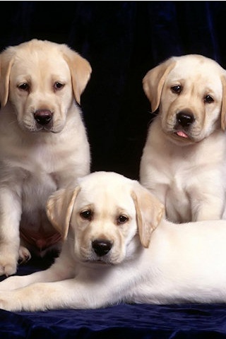 Labrador Puppies Wallpaper